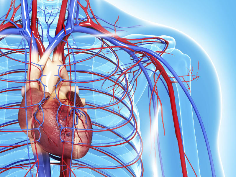 doenças do sistema cardiovascular diagnóstico