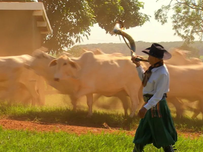 como tocar berrante para a boiada