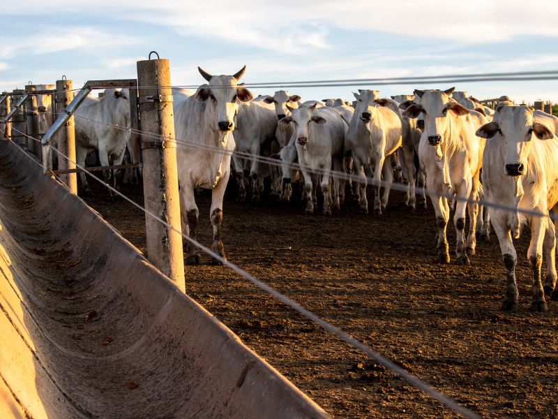 maior fazenda do Brasil de gado