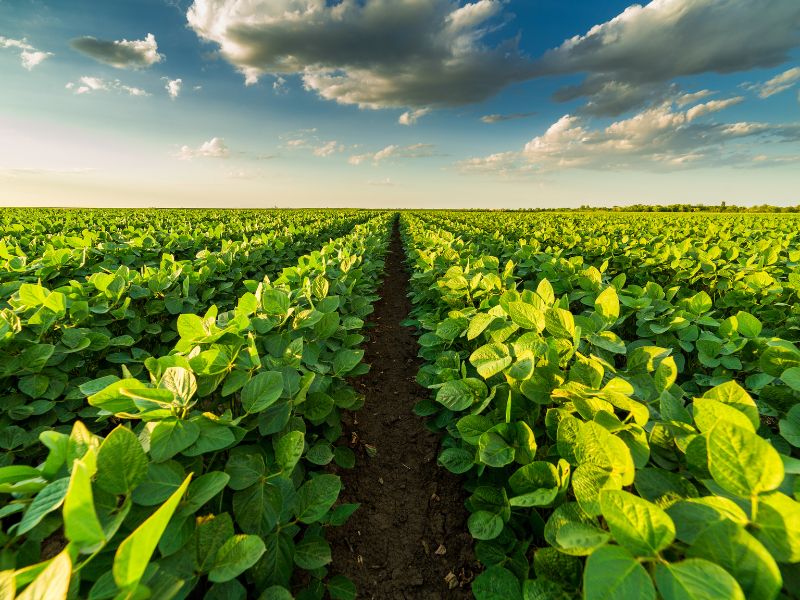 maior fazenda do Brasil no Mato Grosso